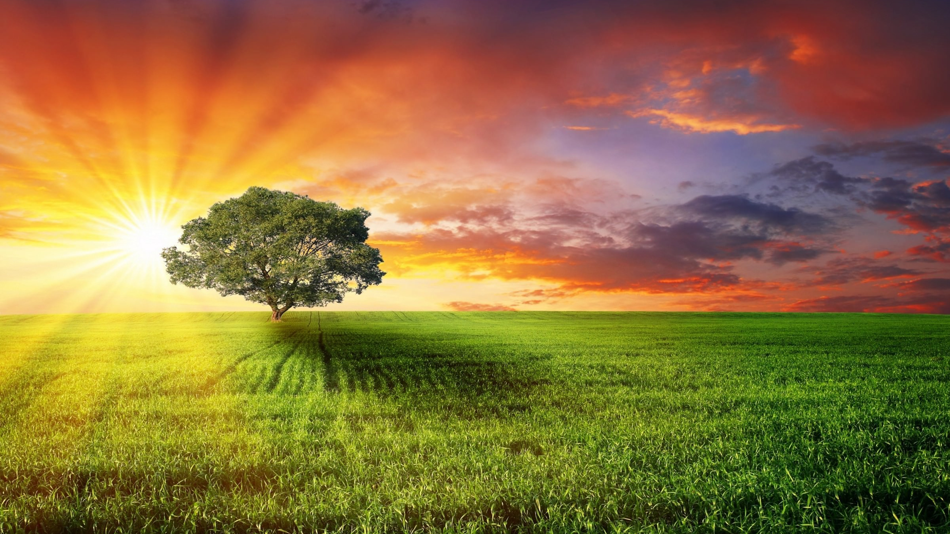 性质, 阳光, 草地上, 的动机, 健康 壁纸 3840x2160 允许