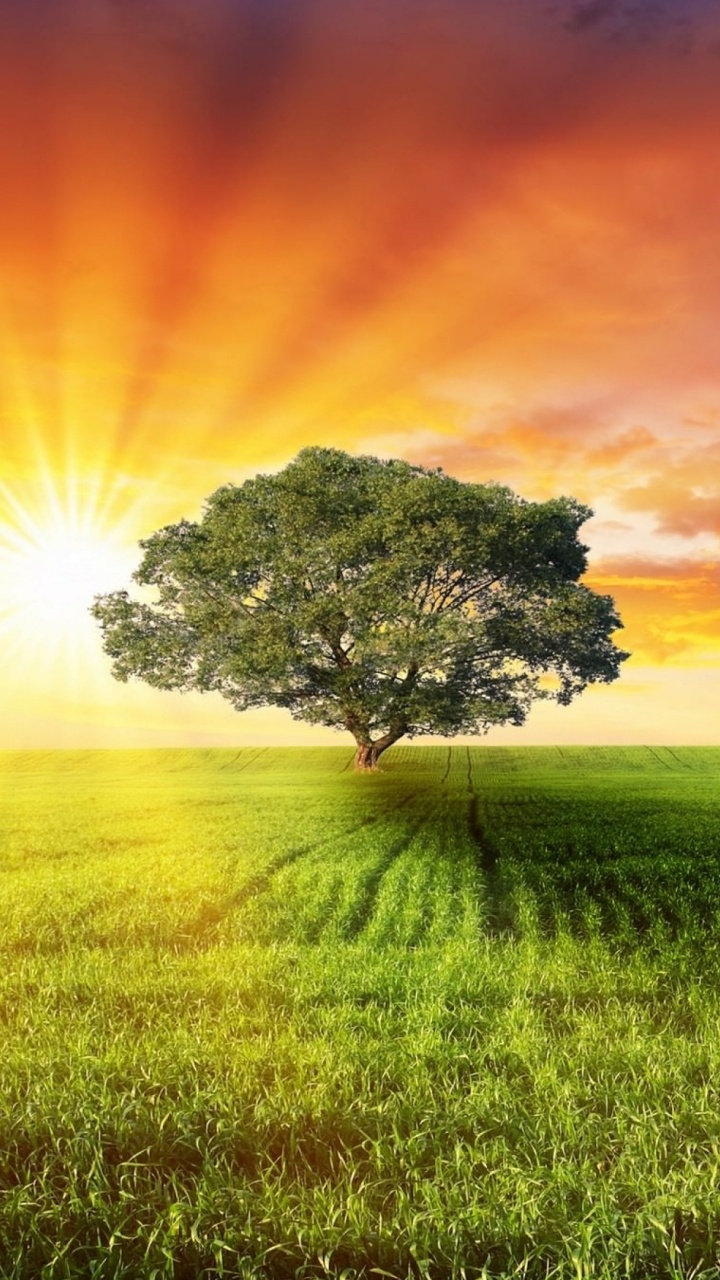 性质, 阳光, 草地上, 的动机, 健康 壁纸 720x1280 允许