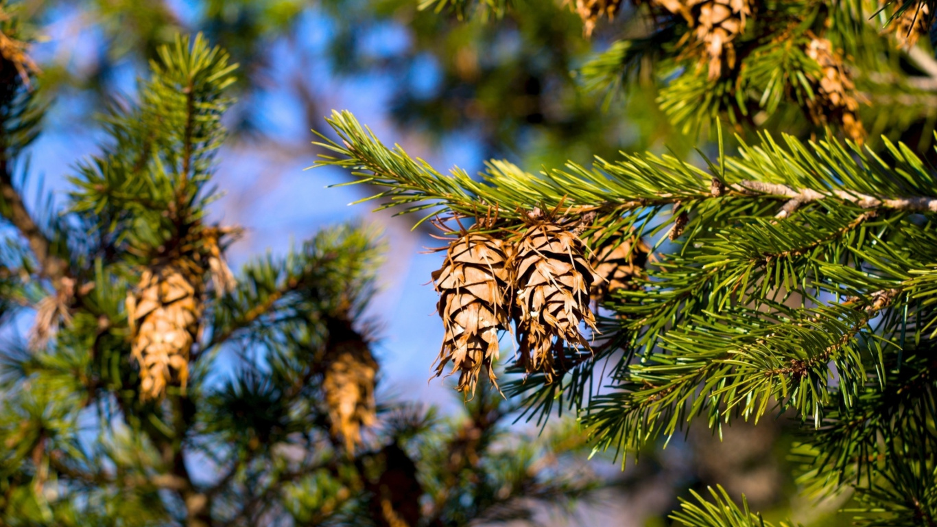 Brown and Green Pine Cone. Wallpaper in 1366x768 Resolution