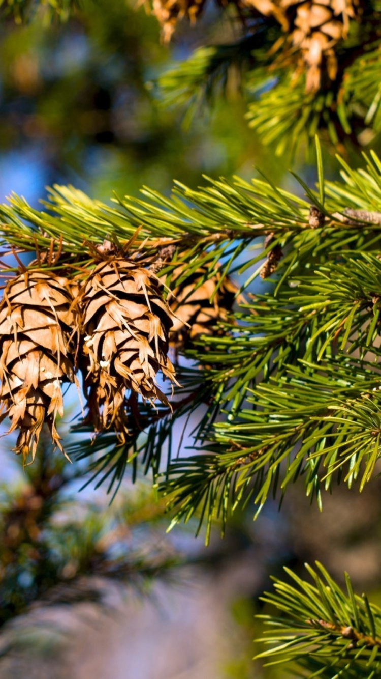 Brown and Green Pine Cone. Wallpaper in 750x1334 Resolution