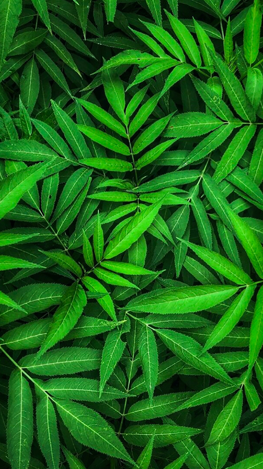 Cassava Leaf Soup, Impresa Edile Airoldi Srl, Cassava, Cassava Leaf, West African Cuisine. Wallpaper in 1080x1920 Resolution