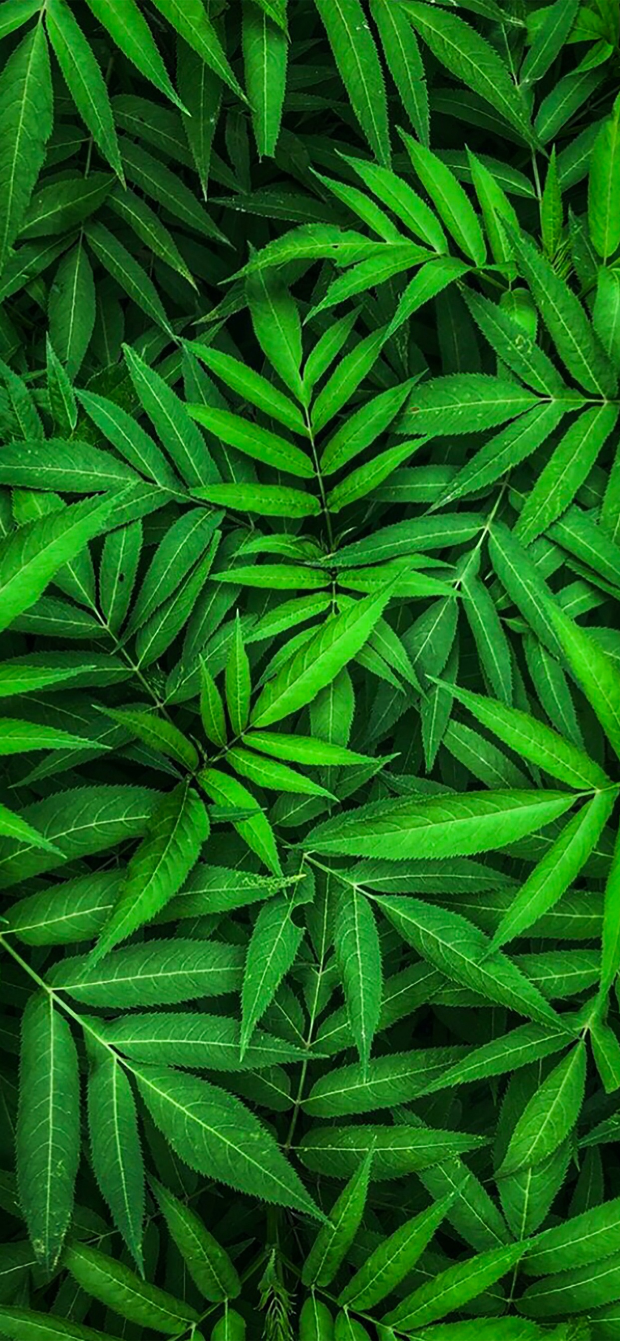 Cassava Leaf Soup, Impresa Edile Airoldi Srl, Cassava, Cassava Leaf, West African Cuisine. Wallpaper in 1242x2688 Resolution