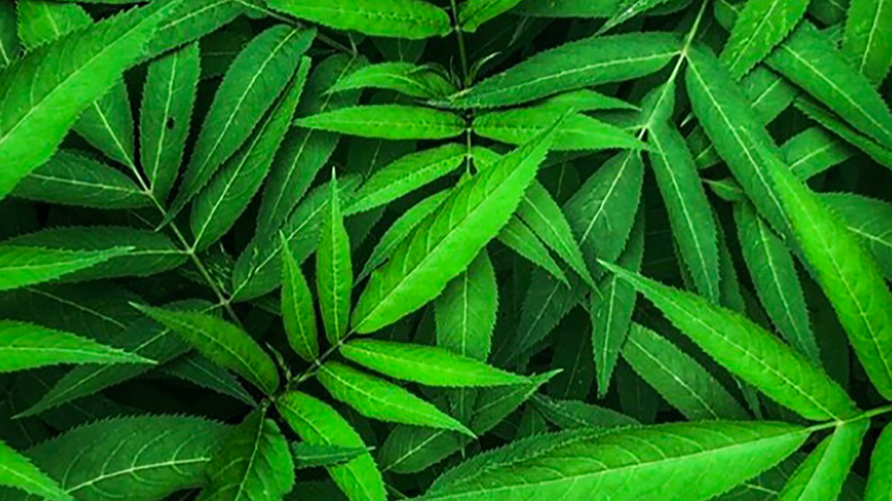 Cassava Leaf Soup, Impresa Edile Airoldi Srl, Cassava, Cassava Leaf, West African Cuisine. Wallpaper in 1280x720 Resolution