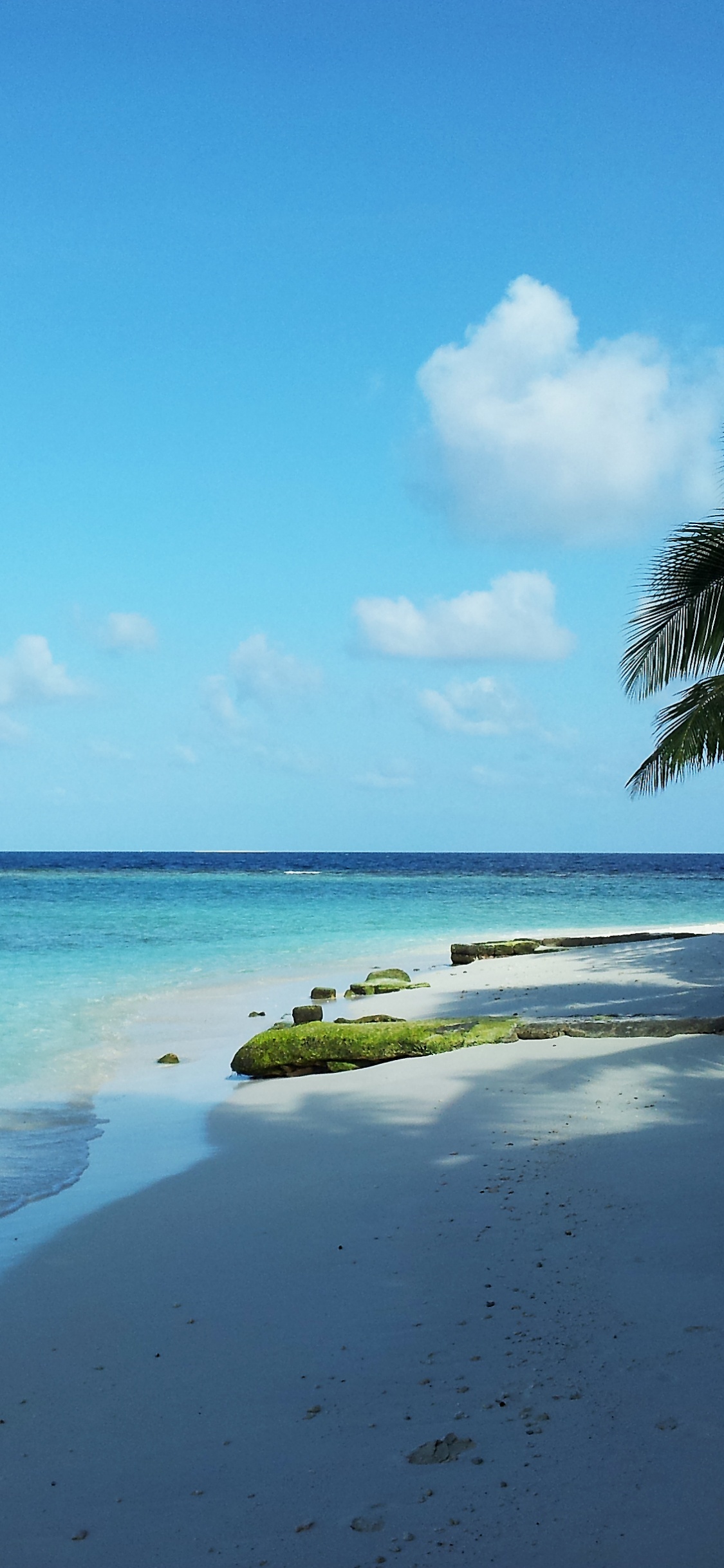 Green Coconut Tree on Beach Shore During Daytime. Wallpaper in 1125x2436 Resolution