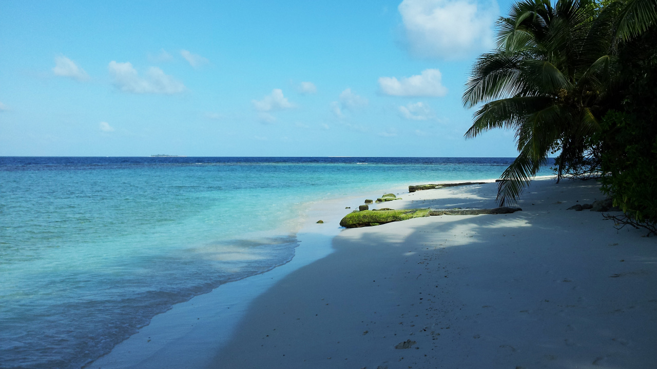 Green Coconut Tree on Beach Shore During Daytime. Wallpaper in 1280x720 Resolution