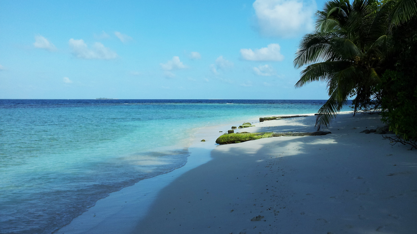 Green Coconut Tree on Beach Shore During Daytime. Wallpaper in 1366x768 Resolution