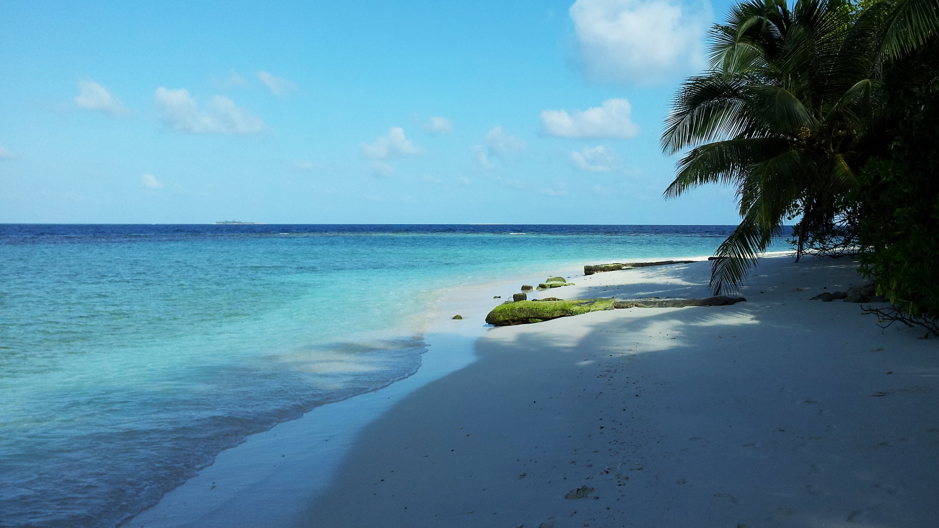 Green Coconut Tree on Beach Shore During Daytime. Wallpaper in 1920x1080 Resolution