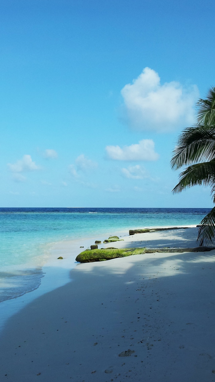 Green Coconut Tree on Beach Shore During Daytime. Wallpaper in 720x1280 Resolution