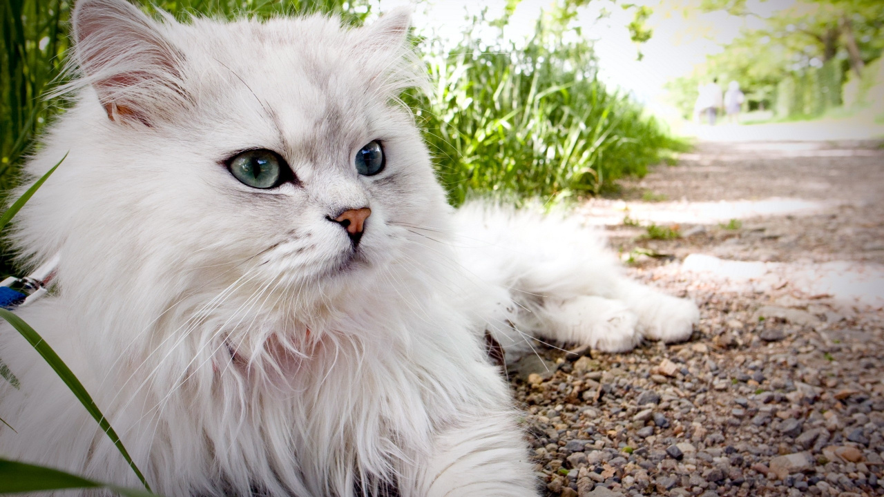 White Persian Cat on Ground. Wallpaper in 1280x720 Resolution