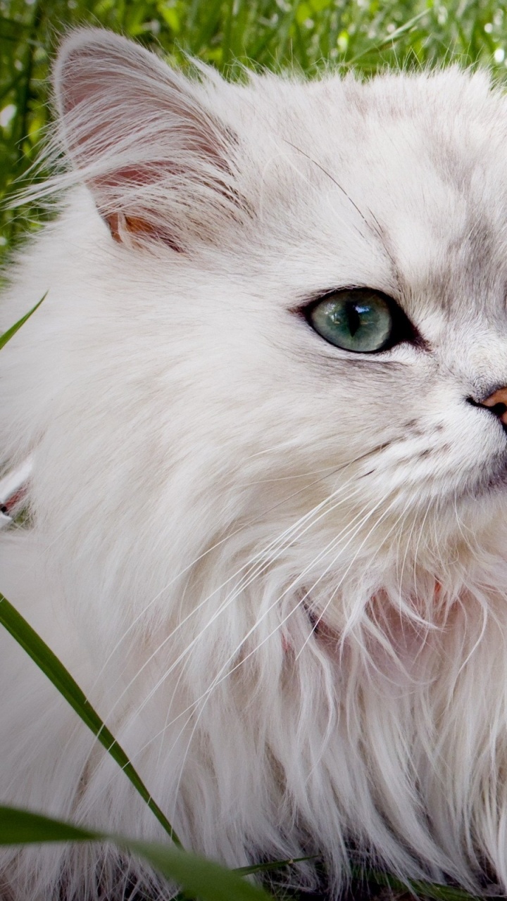 White Persian Cat on Ground. Wallpaper in 720x1280 Resolution