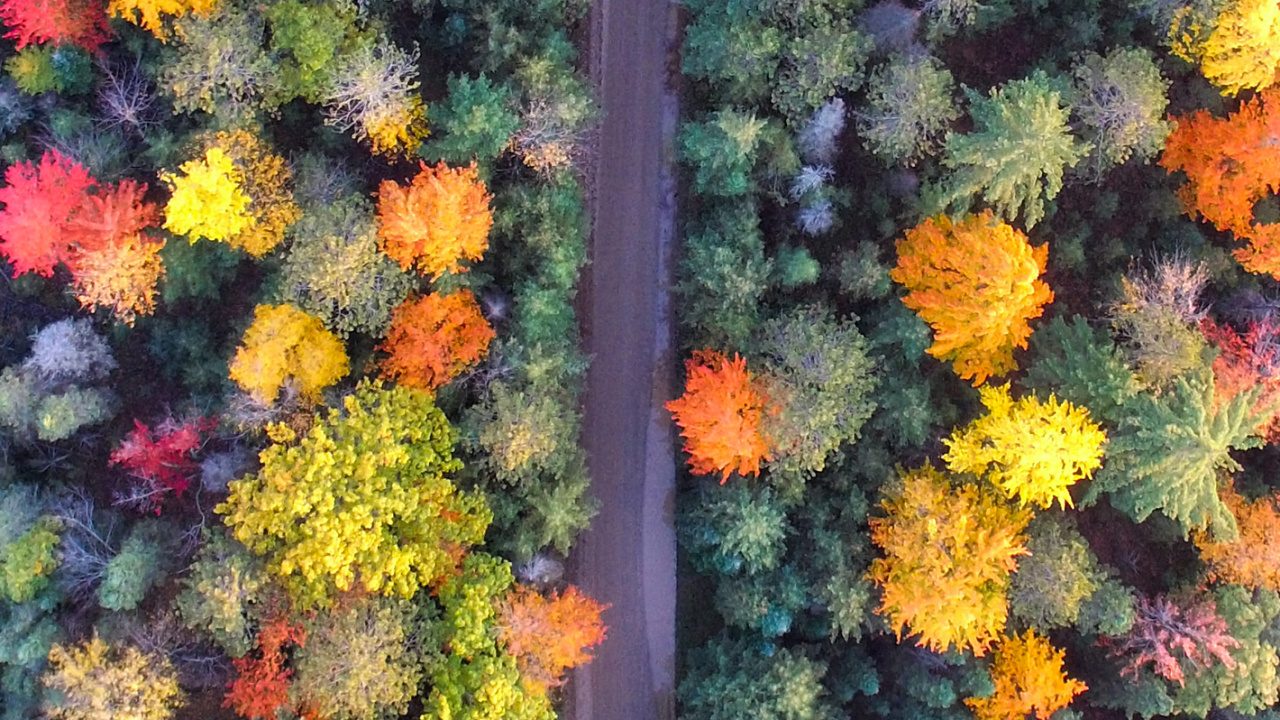 Birds Eye View, Yellow, Flower, Colorfulness, Orange. Wallpaper in 1280x720 Resolution