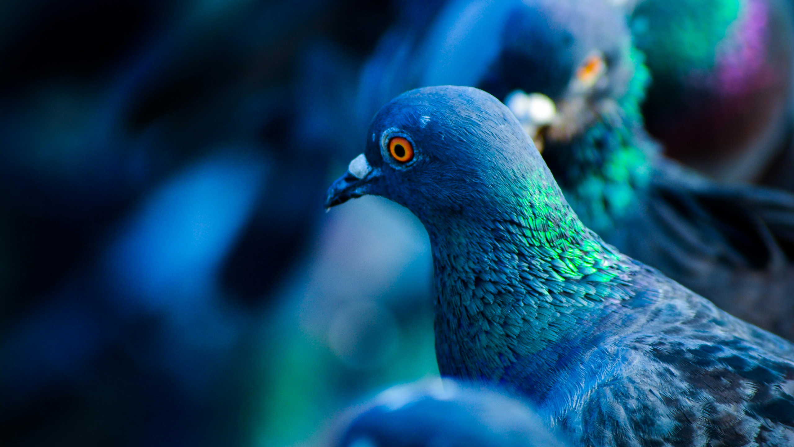 Rock dove, birds, white-headed pigeon, green pigeon, blue pigeon