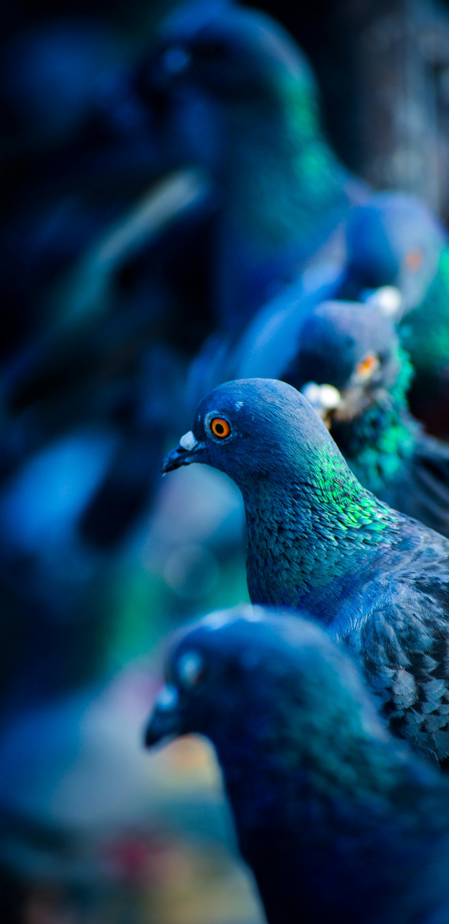 Rock Dove, Pájaros, Paloma de Cabeza Blanca, Paloma Verde, Paloma Azul. Wallpaper in 1440x2960 Resolution