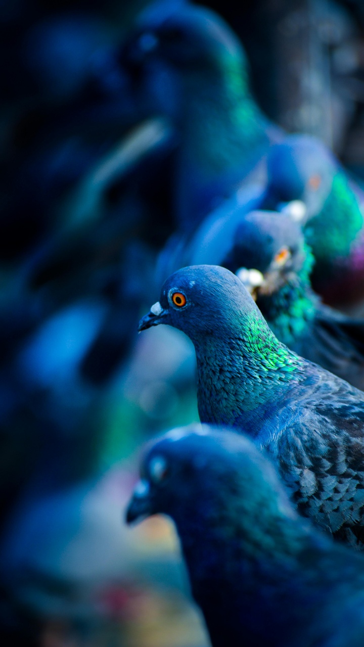 Rock Dove, Pájaros, Paloma de Cabeza Blanca, Paloma Verde, Paloma Azul. Wallpaper in 720x1280 Resolution