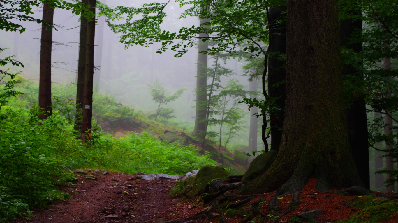 Tagsüber Grüne Bäume im Wald. Wallpaper in 1366x768 Resolution