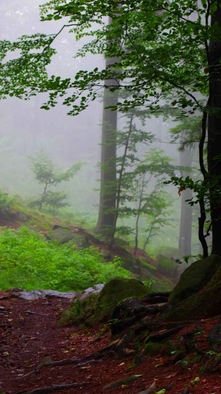 Árboles Verdes en el Bosque Durante el Día. Wallpaper in 720x1280 Resolution