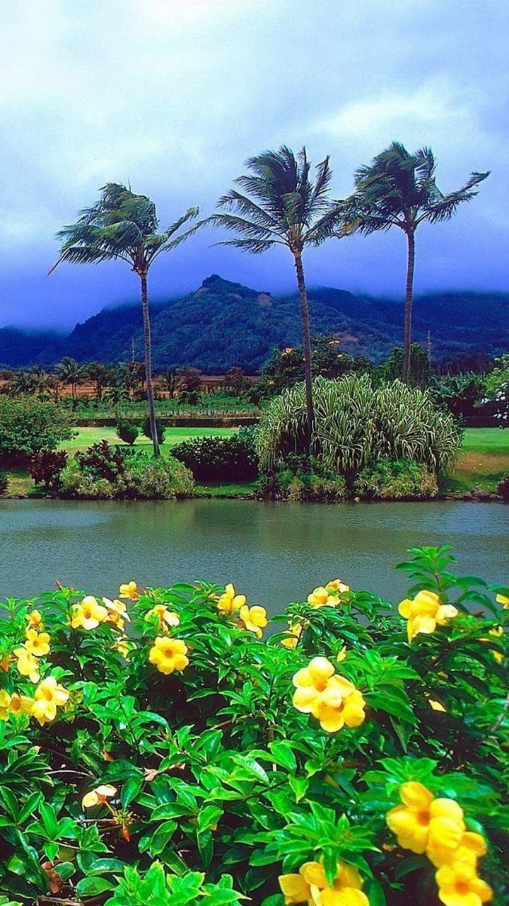 Gelbe Blumen in Der Nähe Von See Und Bergen Tagsüber. Wallpaper in 720x1280 Resolution