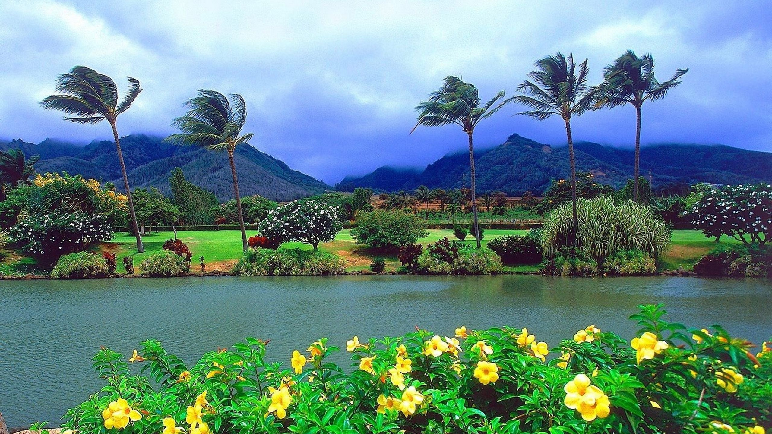 Yellow Flowers Near Lake and Mountains During Daytime. Wallpaper in 2560x1440 Resolution