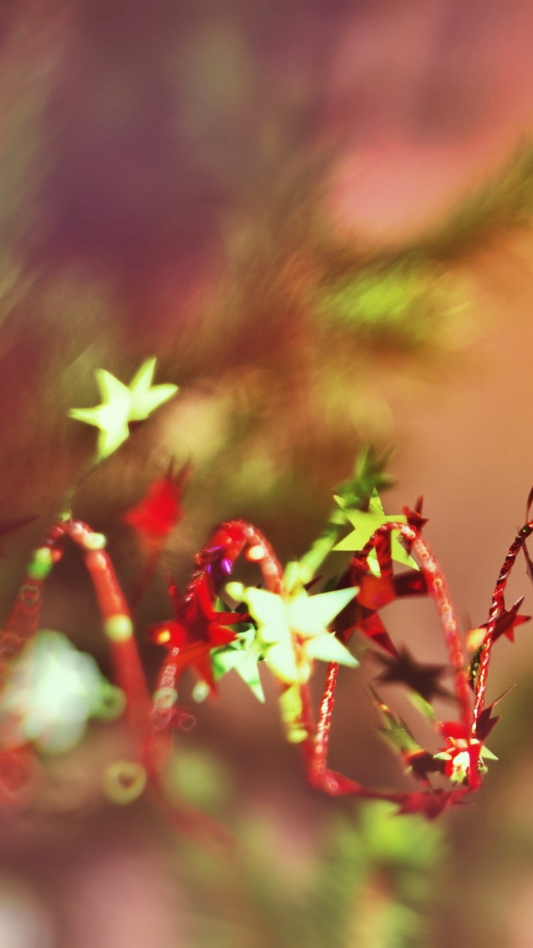 El Día De Navidad, Nochevieja, Rojo, Primavera, Sucursal. Wallpaper in 750x1334 Resolution