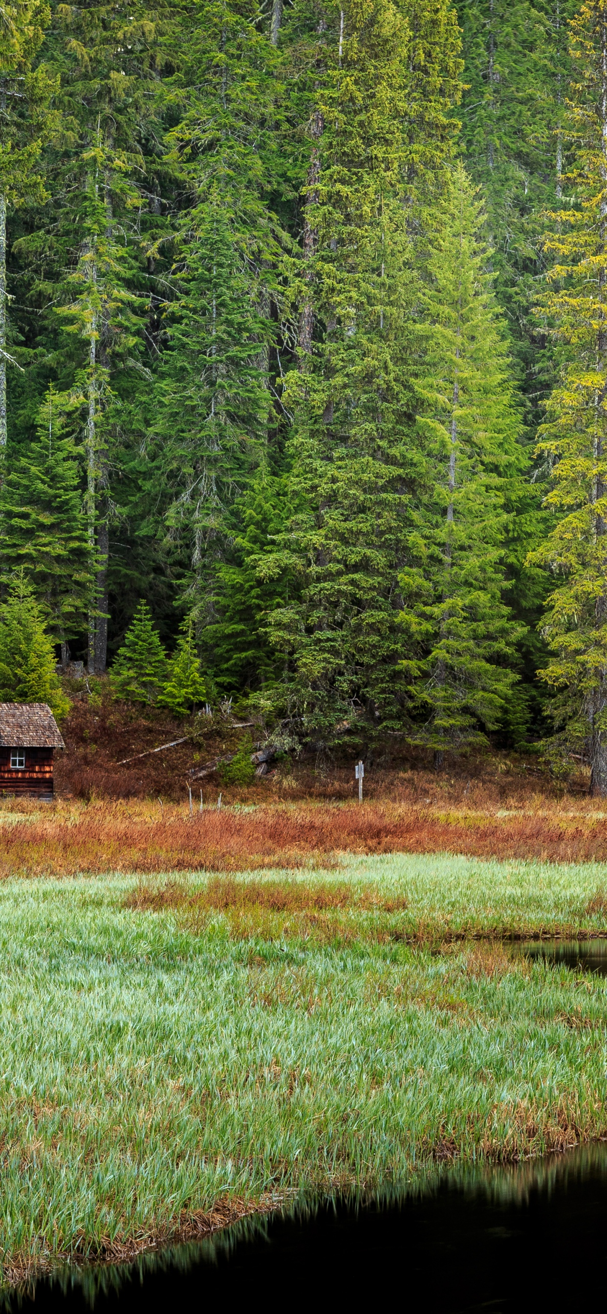 Nature, Eau, Paysage Naturel, Mélèze, Végétation. Wallpaper in 1242x2688 Resolution