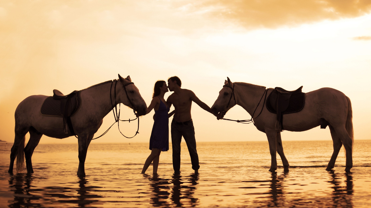 Amitié, Mare, Étalon, Soir, Baiser. Wallpaper in 1280x720 Resolution