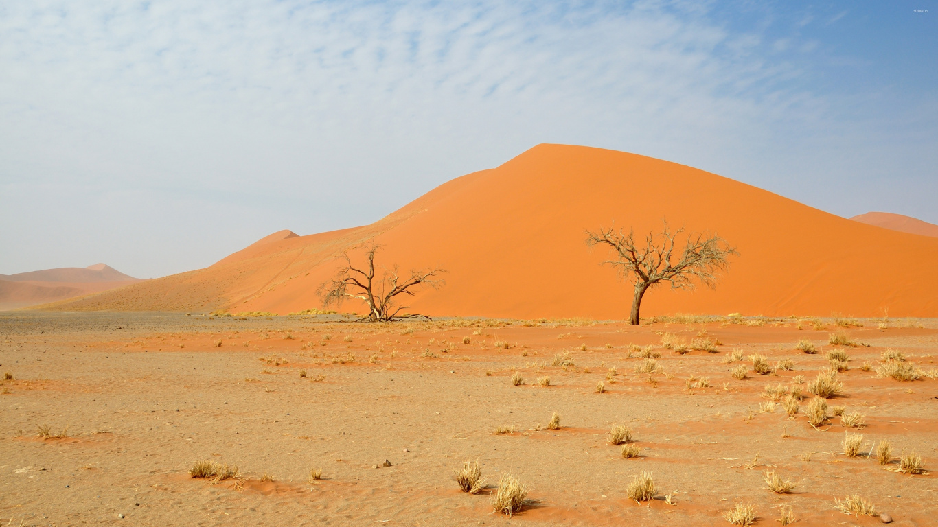 Arbre nu Brun Sur le Sable Brun Pendant la Journée. Wallpaper in 1366x768 Resolution