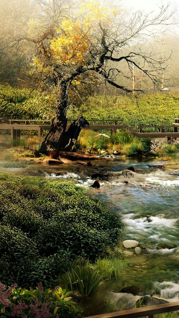 Río Entre Árboles Durante el Día.. Wallpaper in 750x1334 Resolution