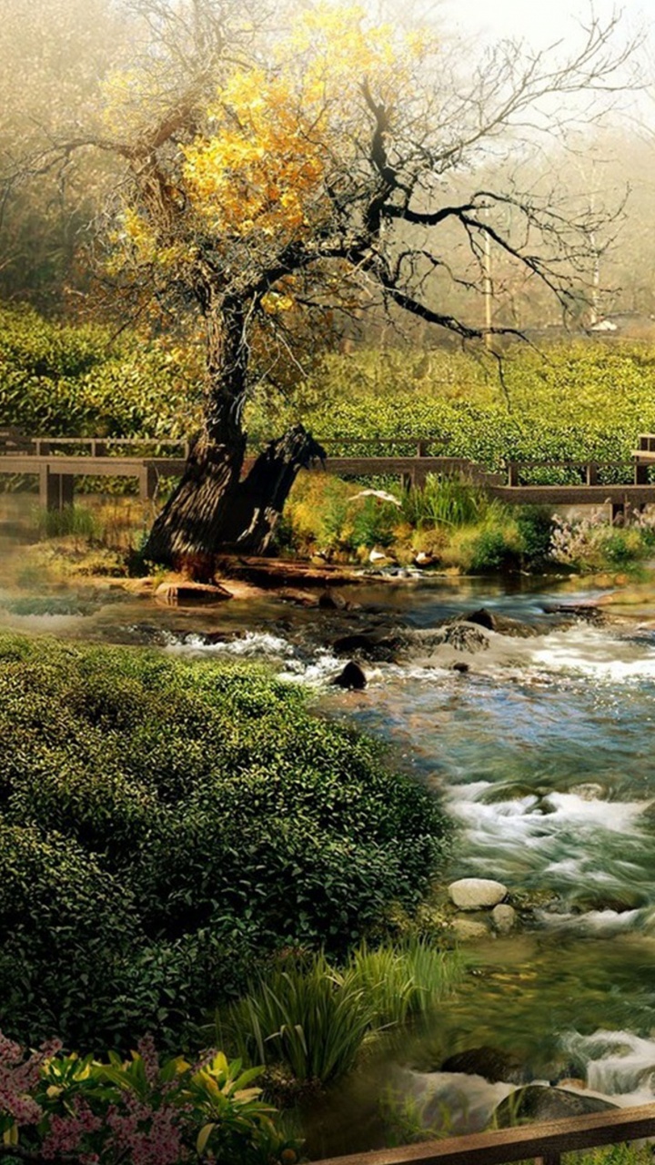 River Between Trees During Daytime. Wallpaper in 720x1280 Resolution