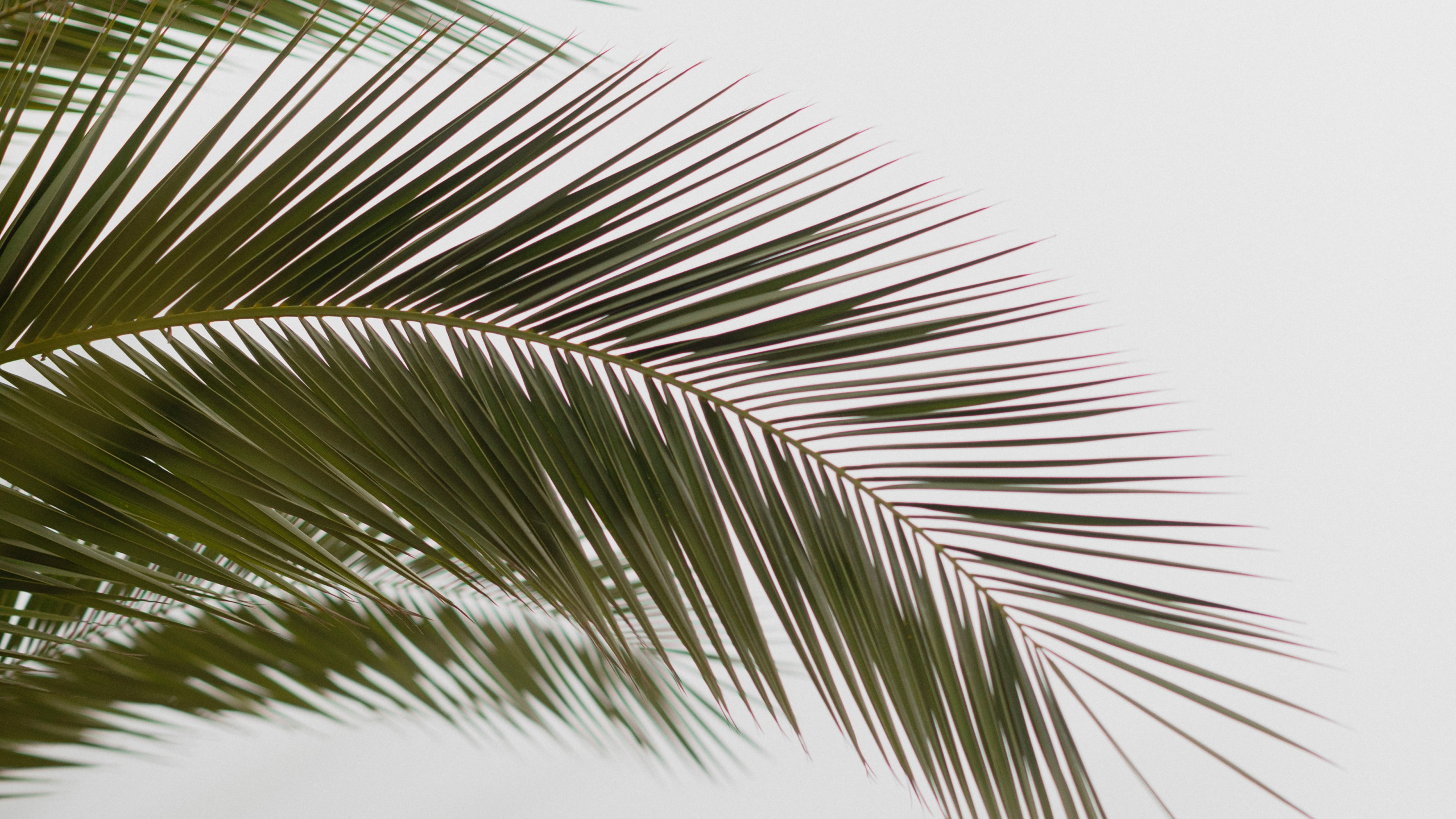 Blatt, Palme, Baum, Vegetation, Woody Pflanze. Wallpaper in 2560x1440 Resolution