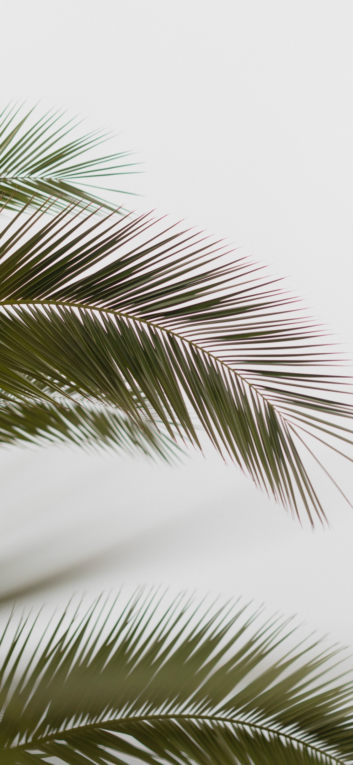 Palmera, la Vegetación, Planta Leñosa, Elaeis, Fecha de la Palma. Wallpaper in 1125x2436 Resolution