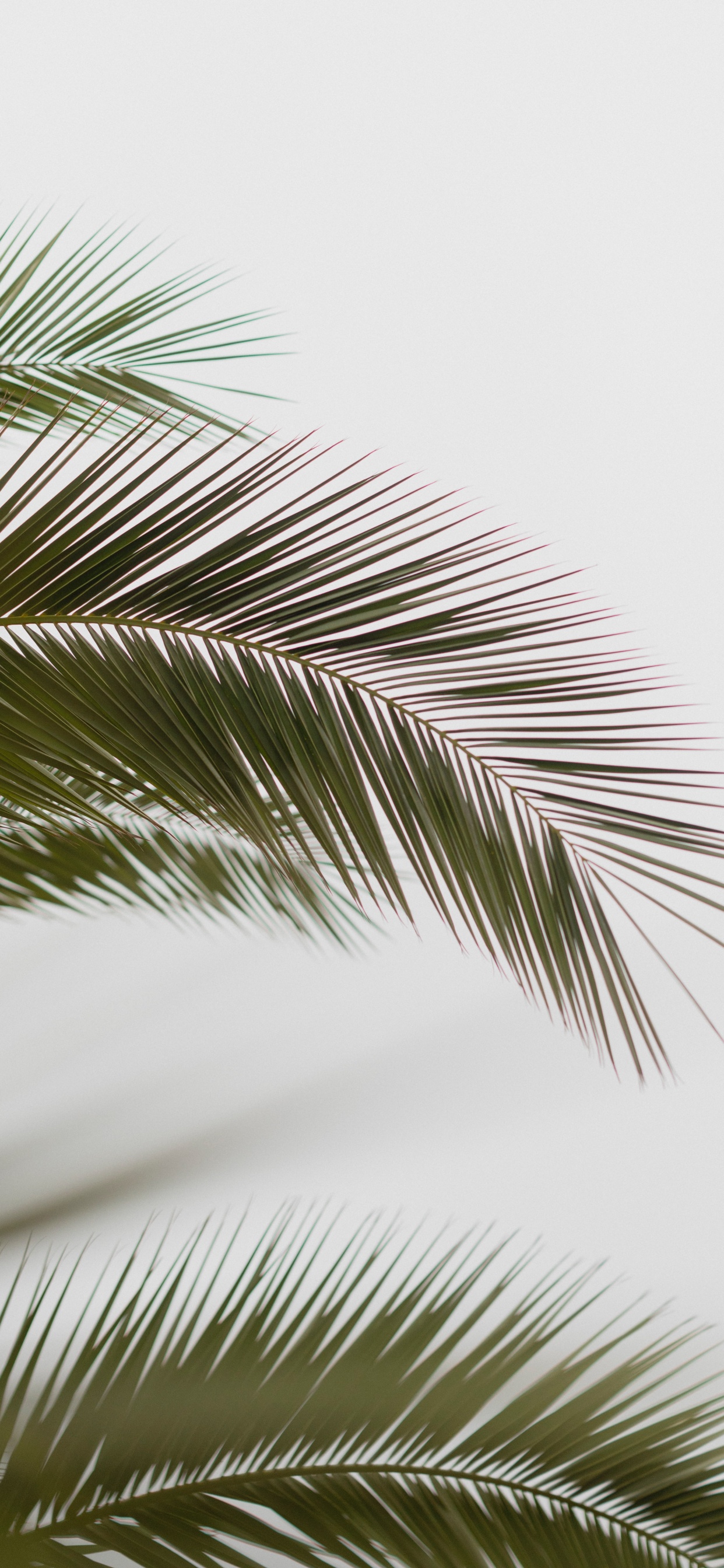 Palmera, la Vegetación, Planta Leñosa, Elaeis, Fecha de la Palma. Wallpaper in 1242x2688 Resolution