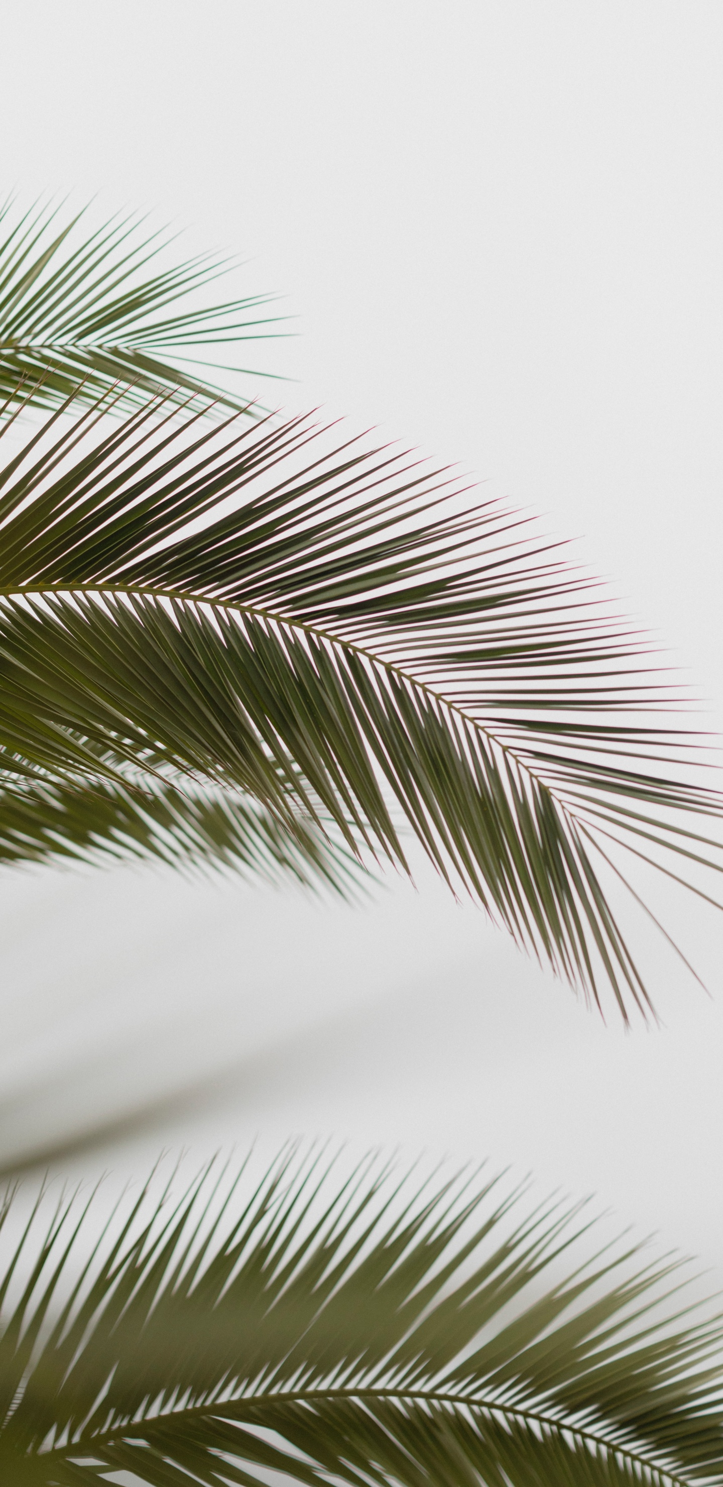 Palmera, la Vegetación, Planta Leñosa, Elaeis, Fecha de la Palma. Wallpaper in 1440x2960 Resolution