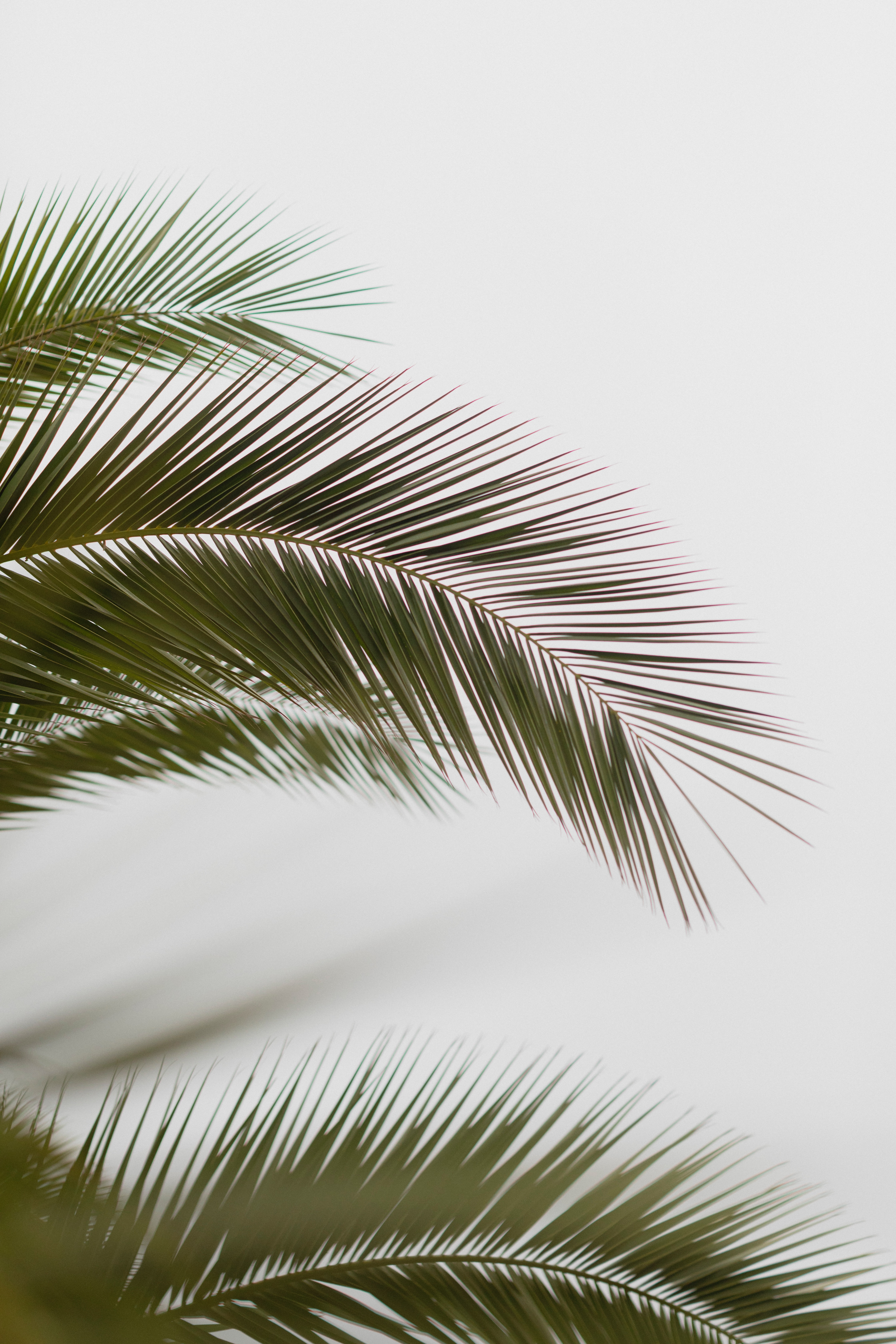 Palm Tree Wallpaper Stock Photos, Images and Backgrounds for Free Download