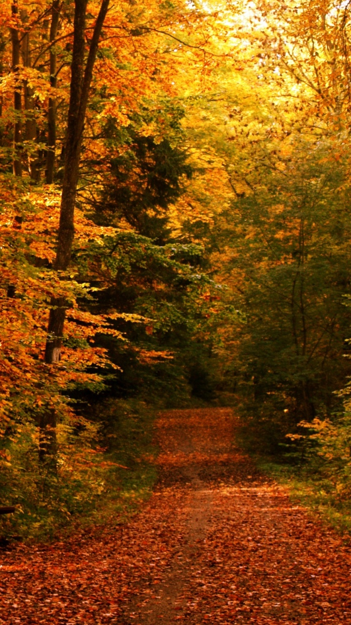 Banc en Bois Marron Entouré D'arbres. Wallpaper in 720x1280 Resolution