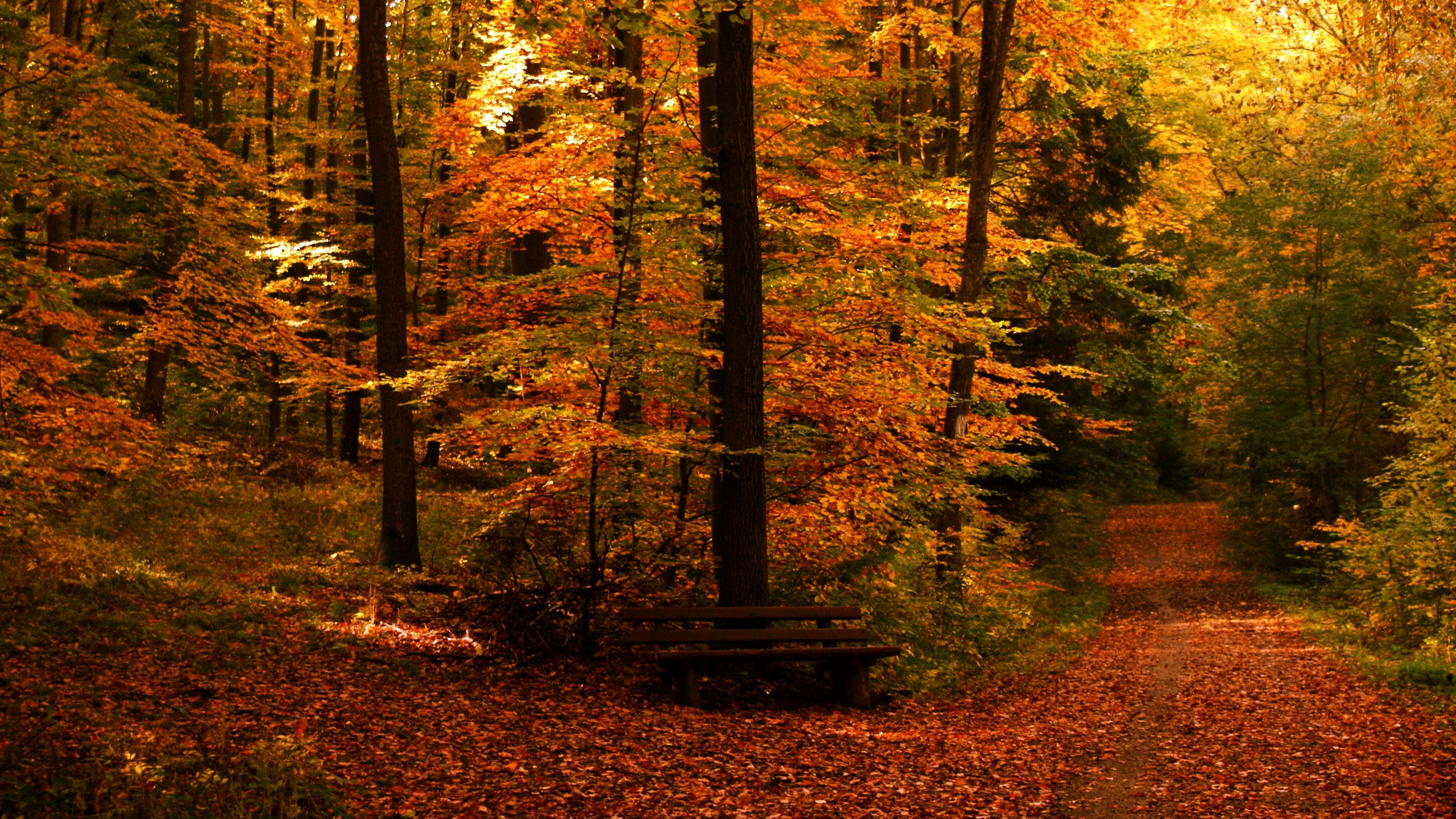 Banco de Madera Marrón Rodeado de Árboles.. Wallpaper in 2560x1440 Resolution