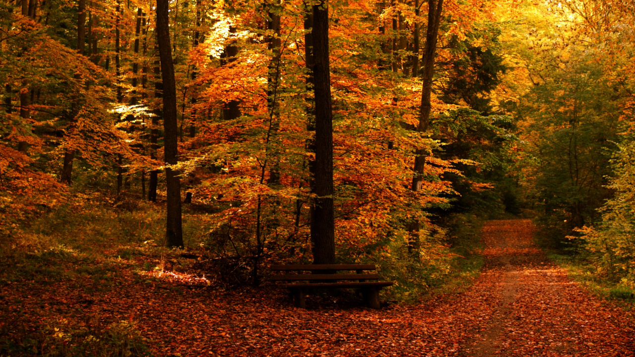 Braune Holzbank Umgeben Von Bäumen. Wallpaper in 1280x720 Resolution