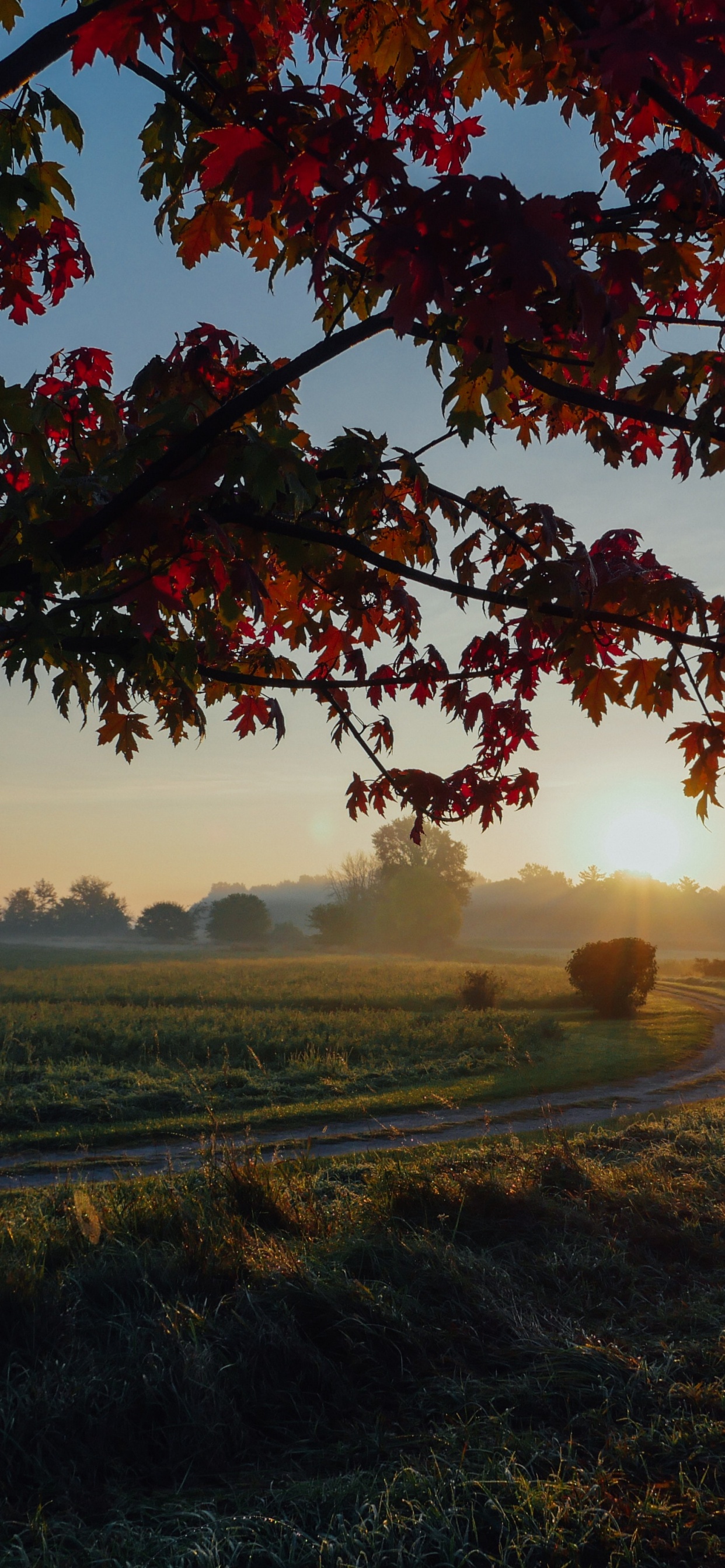 Woody Pflanze, Himmel, Ahorn, Herbst-Blatt, Farbe, Sommer. Wallpaper in 1242x2688 Resolution