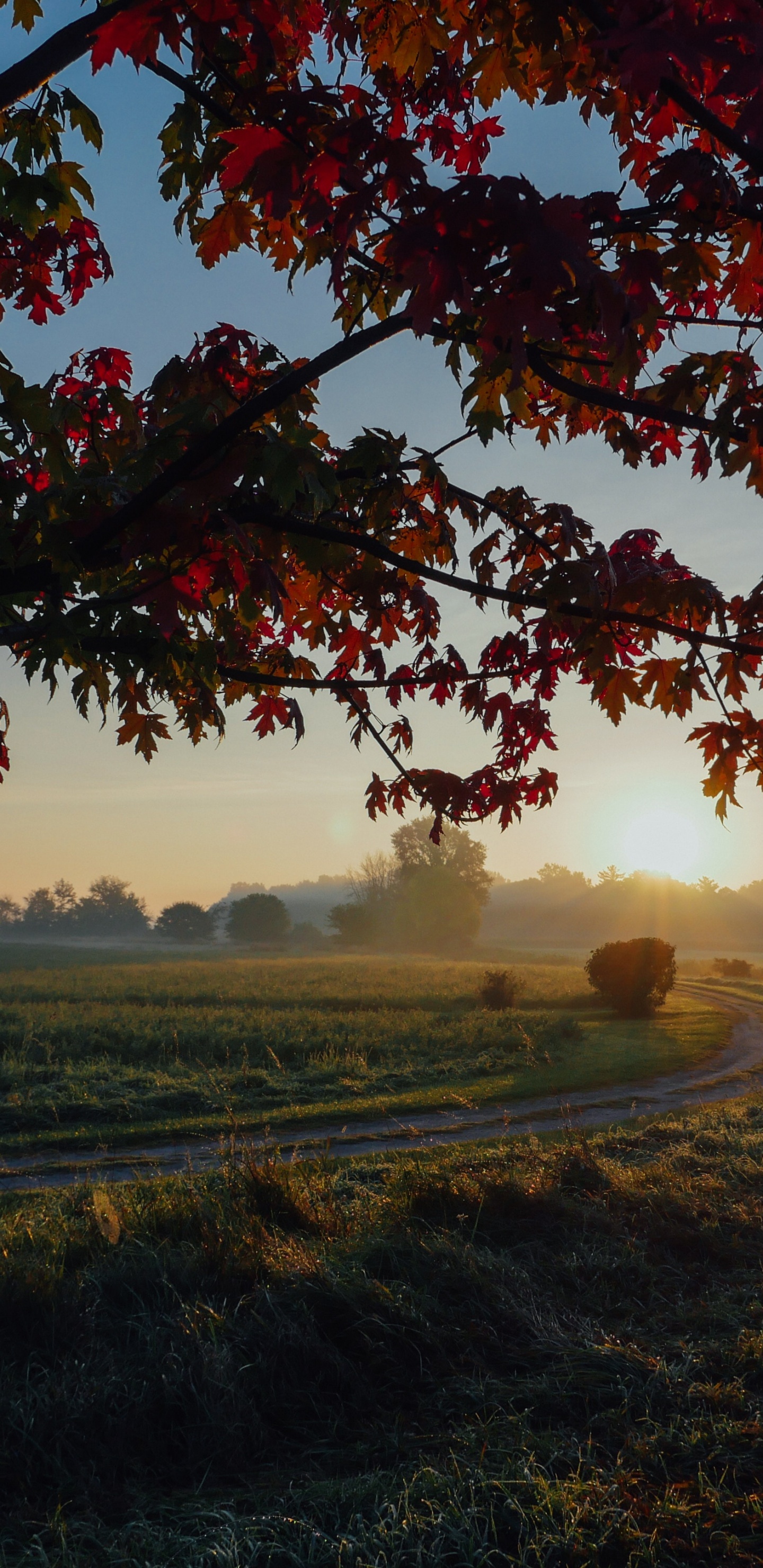 Woody Pflanze, Himmel, Ahorn, Herbst-Blatt, Farbe, Sommer. Wallpaper in 1440x2960 Resolution