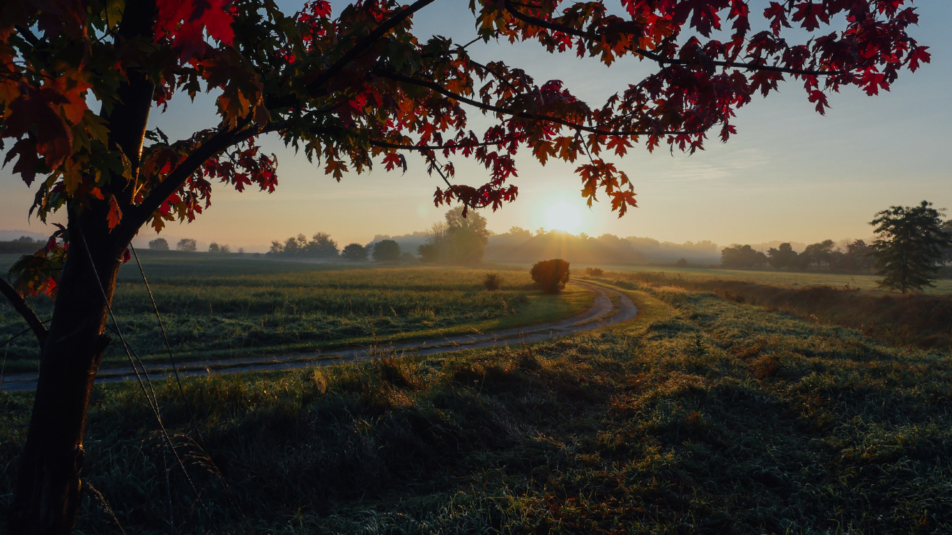 Woody Plant, Sky, Maple, Autumn Leaf Color, Summer. Wallpaper in 1366x768 Resolution