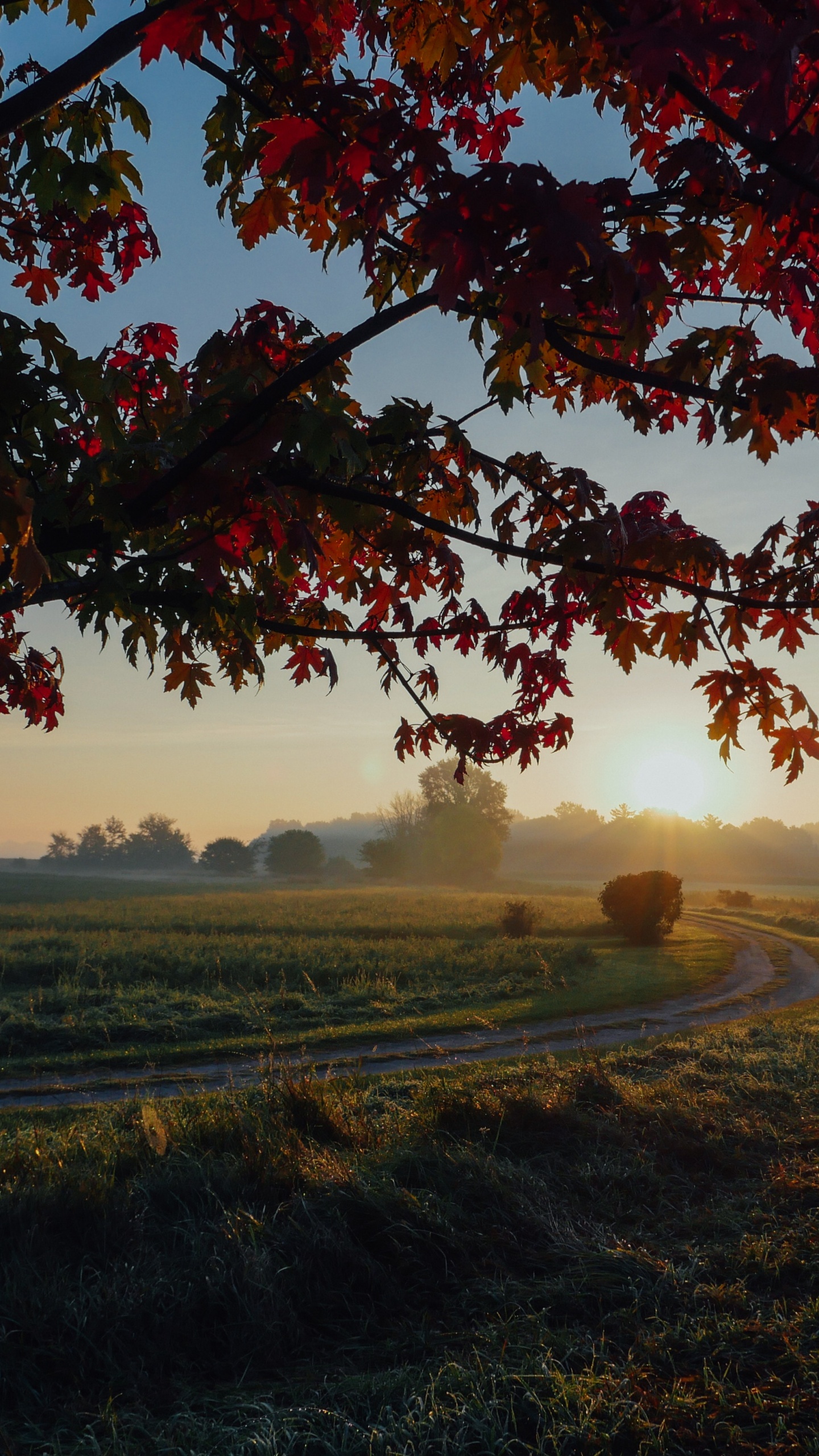 Woody Plant, Sky, Maple, Autumn Leaf Color, Summer. Wallpaper in 1440x2560 Resolution