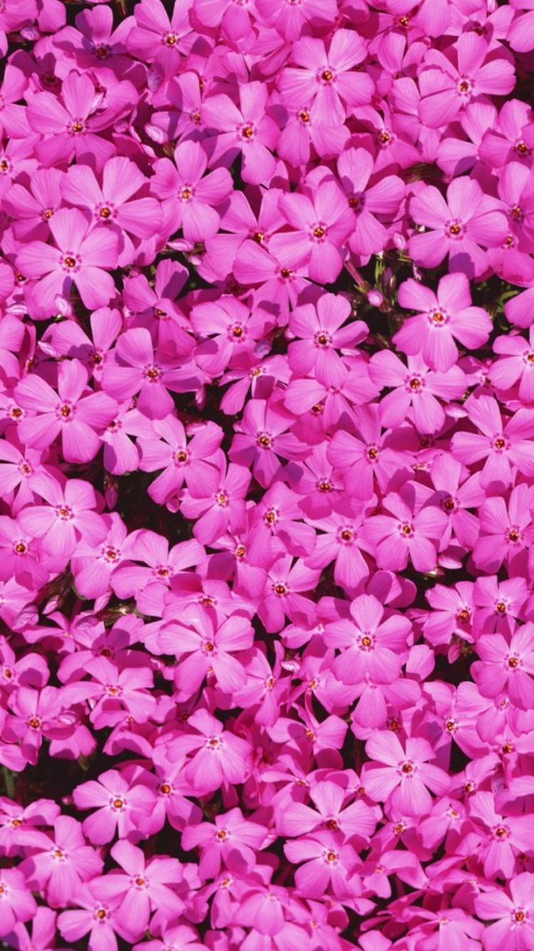 Fleurs Roses Sur Champ D'herbe Verte. Wallpaper in 750x1334 Resolution