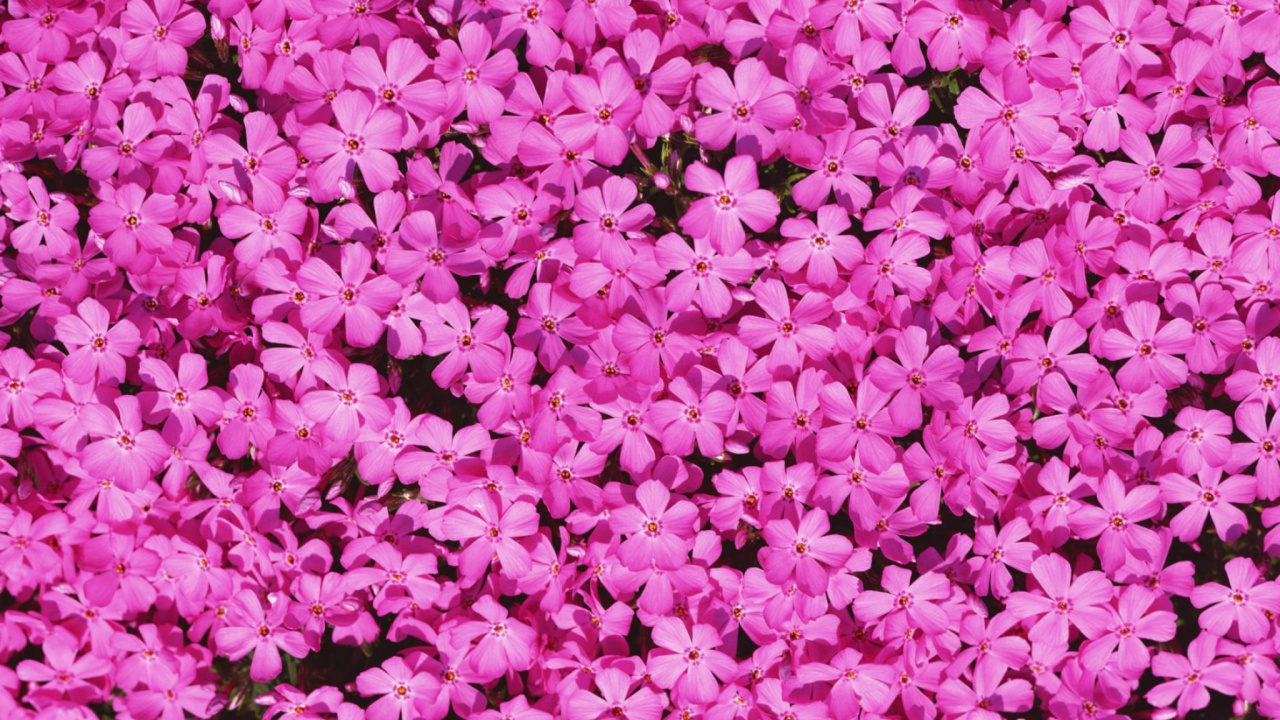 Flores de Color Rosa en el Campo de Hierba Verde. Wallpaper in 1280x720 Resolution