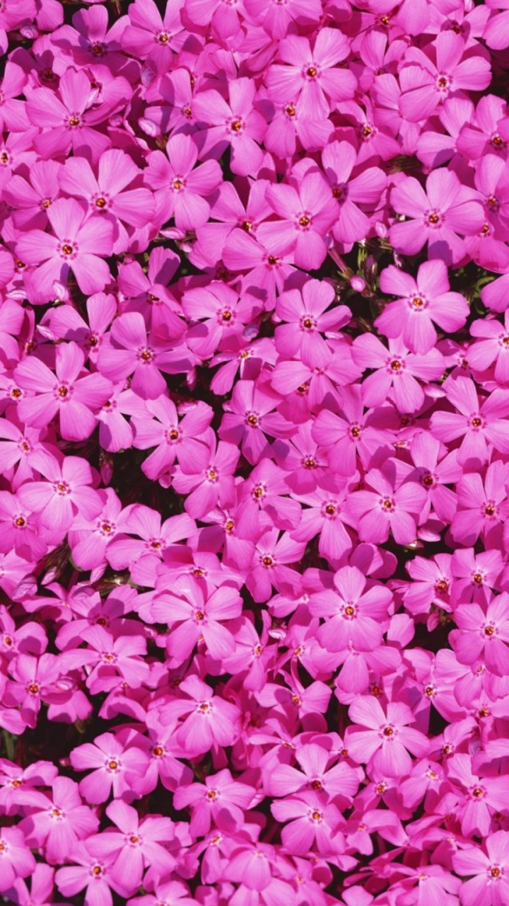 Flores de Color Rosa en el Campo de Hierba Verde. Wallpaper in 720x1280 Resolution