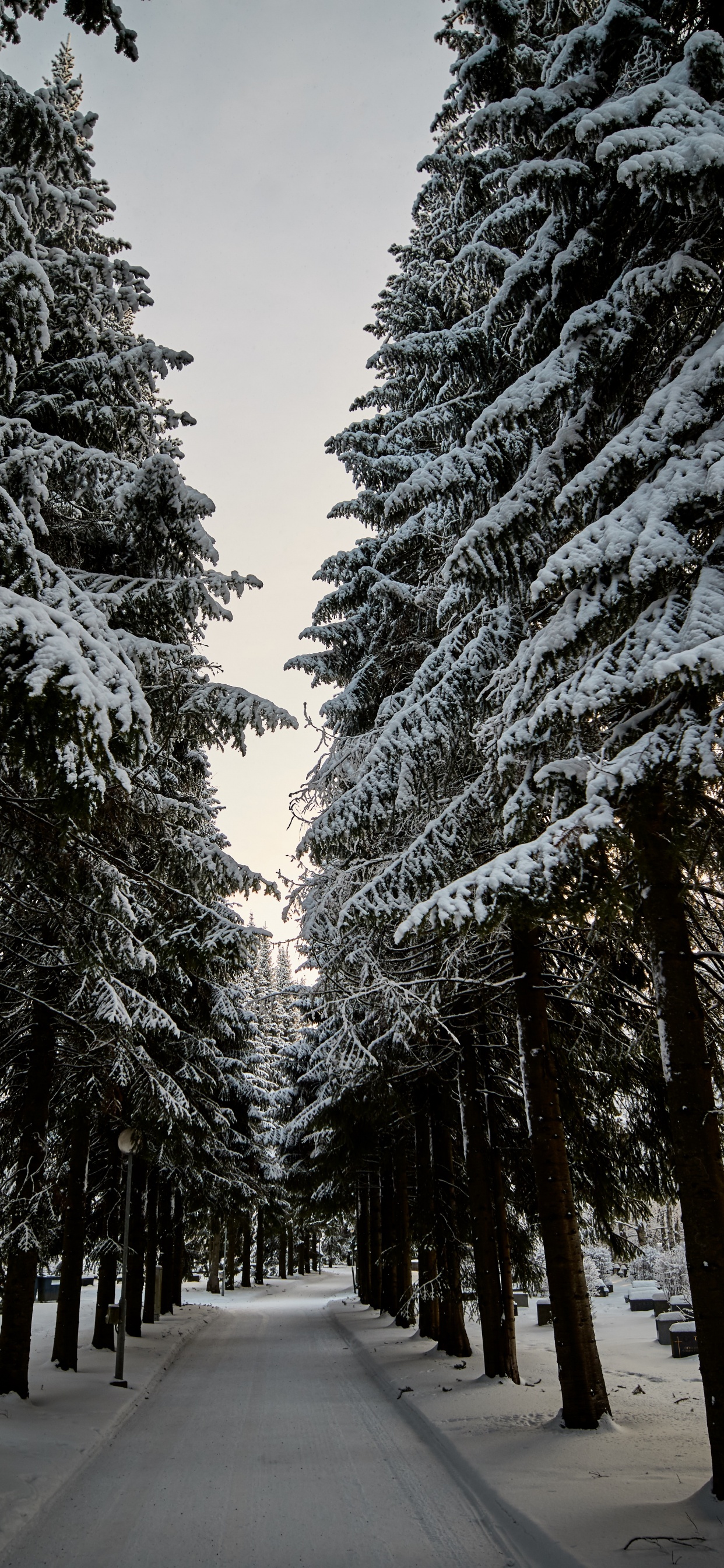 Temperate Coniferous Forest, Spruce, White, Christmas Day, Woody Plant. Wallpaper in 1242x2688 Resolution