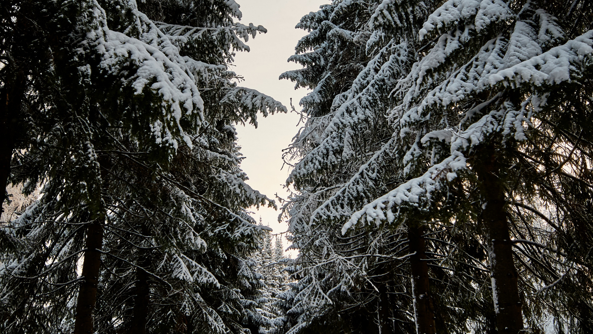Temperate Coniferous Forest, Spruce, White, Christmas Day, Woody Plant. Wallpaper in 1920x1080 Resolution