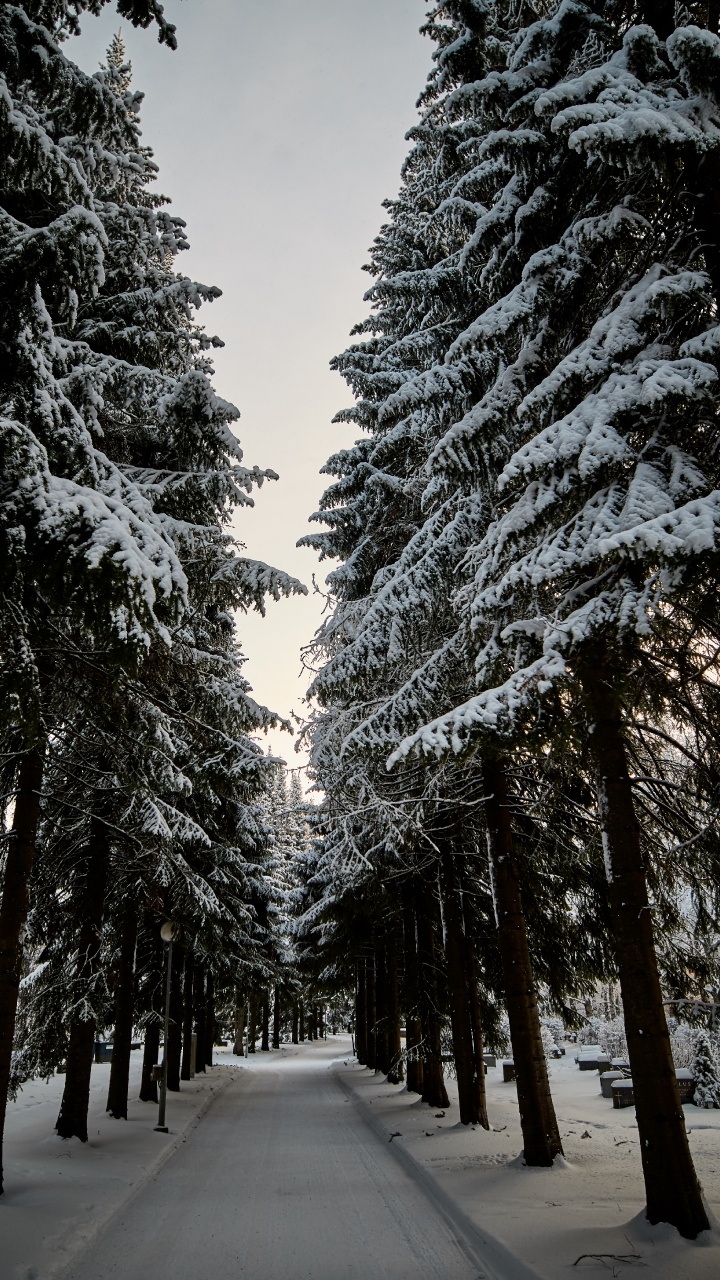 Temperate Coniferous Forest, Spruce, White, Christmas Day, Woody Plant. Wallpaper in 720x1280 Resolution