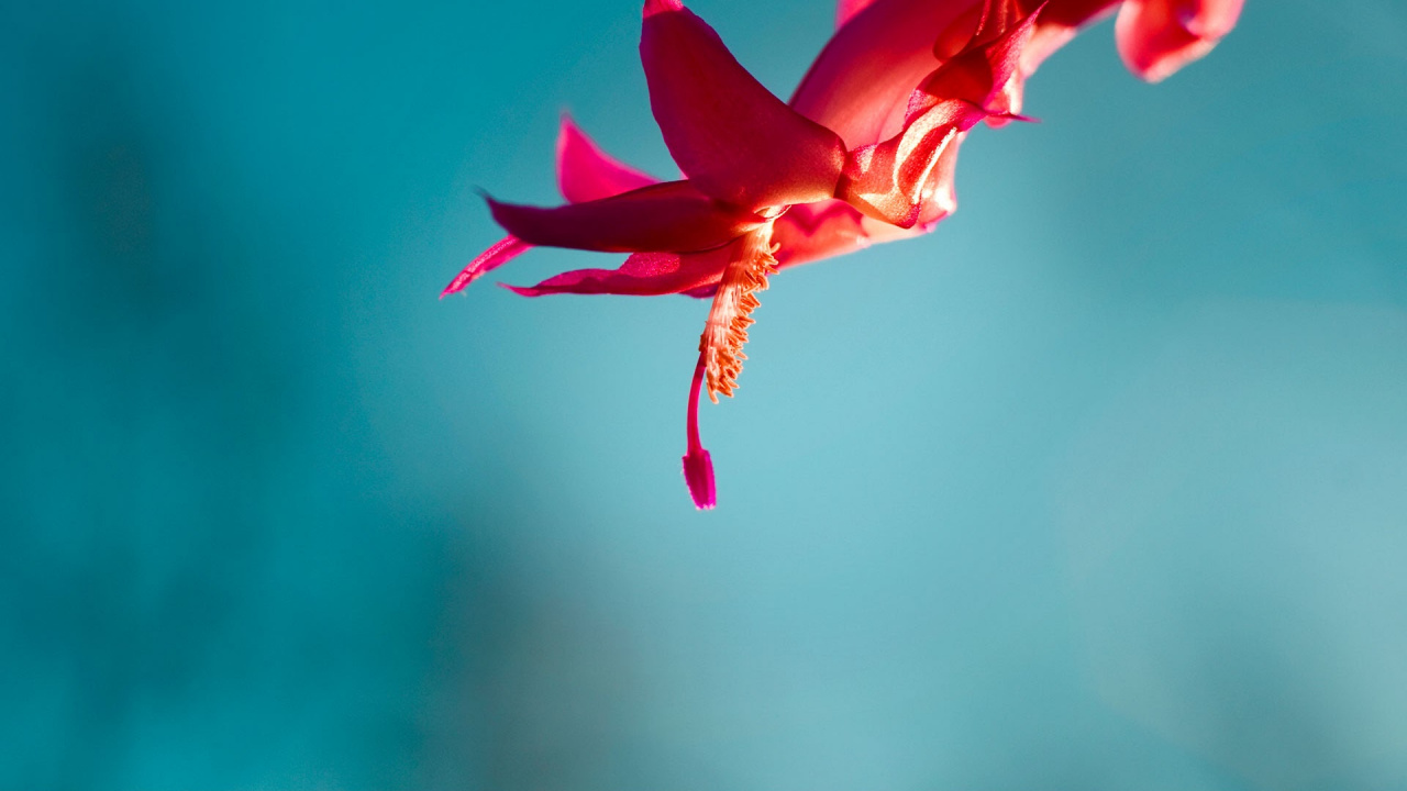 Windows, Windows 10, Microsoft Windows, Windows 8, Petal. Wallpaper in 1280x720 Resolution