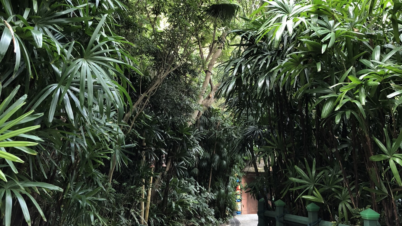 Vegetation, Palm Trees, Woody Plant, Botany, Terrestrial Plant. Wallpaper in 1366x768 Resolution