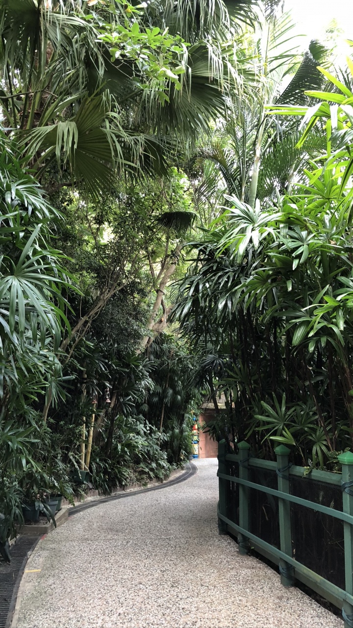 Vegetation, Palme, Woody Pflanze, Botanik, Terrestrische Pflanzen. Wallpaper in 720x1280 Resolution