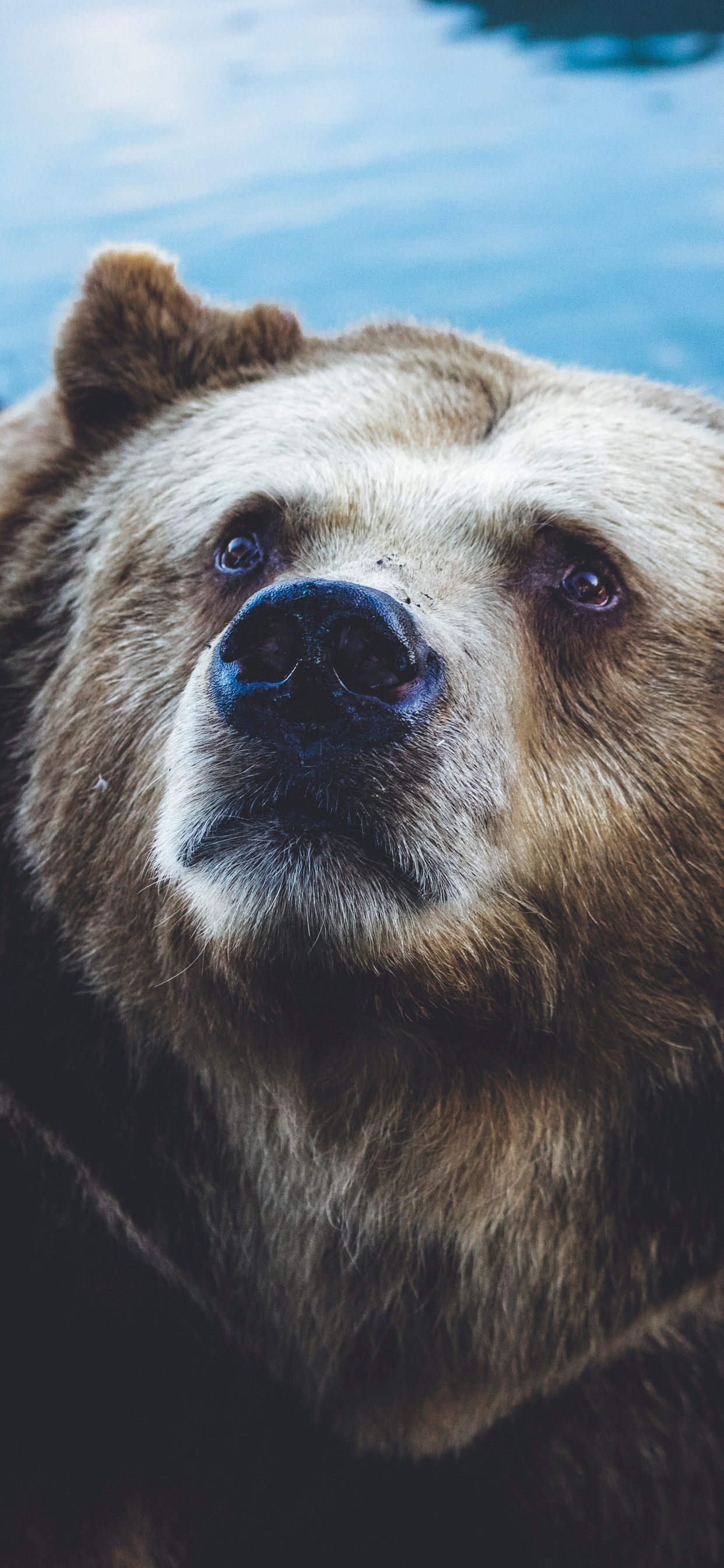 Brown Bear on Body of Water During Daytime. Wallpaper in 1242x2688 Resolution